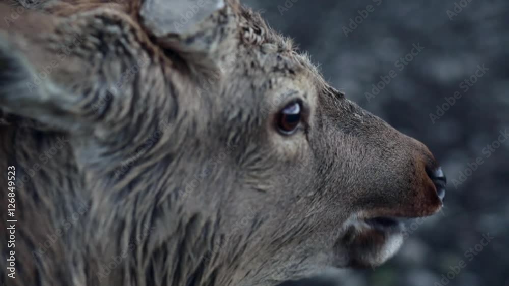 Spotted deer in nature.