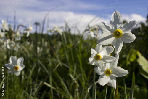 narcissus flowers