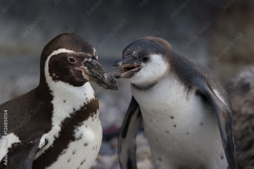 Naklejka premium Penguins Talking