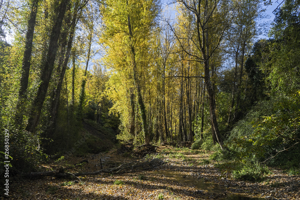 el bosque de cobre en el valle del Genal en otoño Málaga el bosque de cobre en el valle del Genal en otoño Málaga