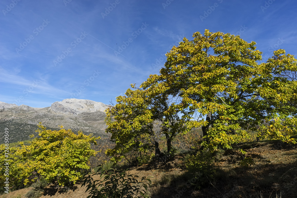 vistas del hermoso valle del Genal en la provincia de Málaga, Andalucía