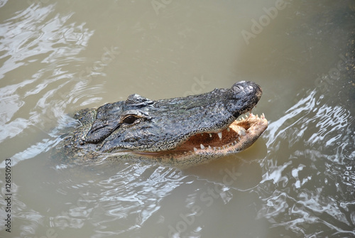 American alligator swimming
