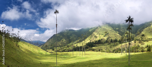 Palm trees in Cocora Valley, Salento, Colombia photo