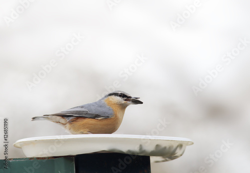 Nuthatch with seeds in its beak climbed into the bird feeder
