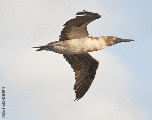 Bluefooted Booby in Flight photo