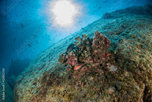 diving in colorful reef underwater in mexico cortez sea