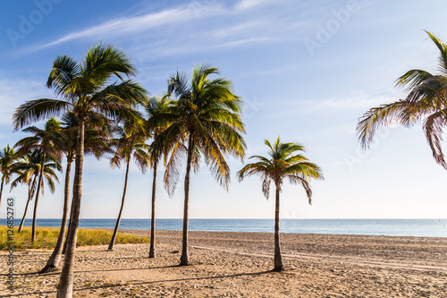 Palm trees at Tropical beach/ peaceful morning and palm trees.