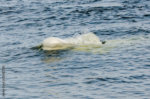 Fotografie Beluga breach