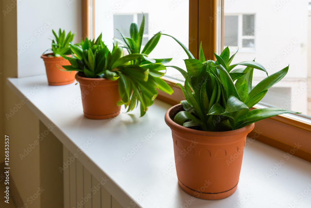 Three sansevieriya stand on windowsill