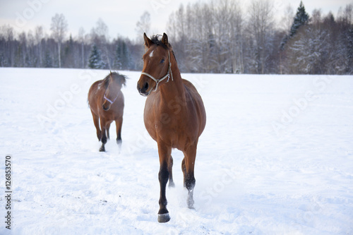 Horse in winter © Nikolai Tsvetkov