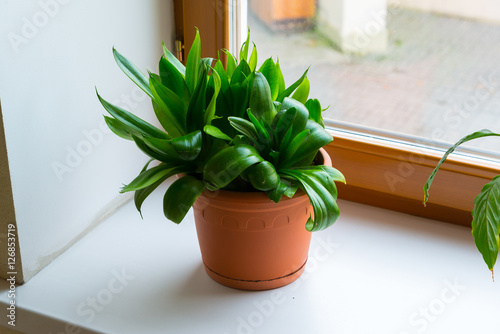 sansevieriya stand on windowsill photo