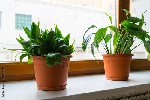 sansevieriya and spathiphyllum stand on windowsill © olgavolodina