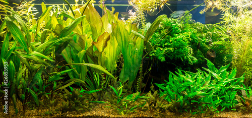 Ttropical freshwater aquarium with fishes