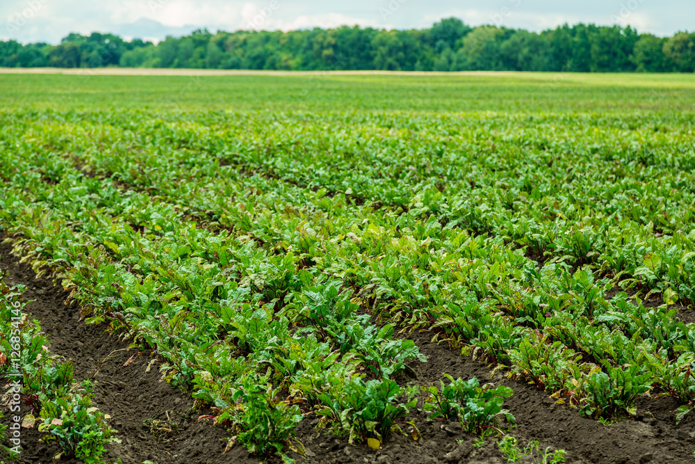 Field of red beet