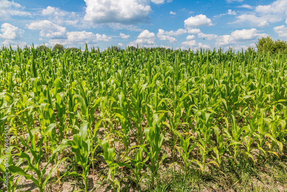 Green corn field