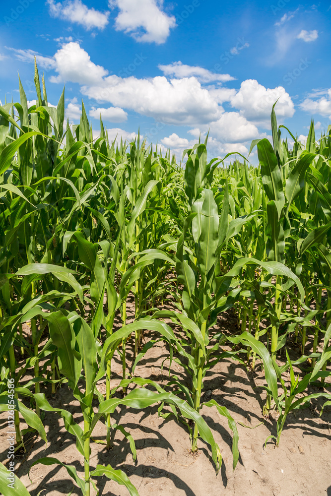 Green corn field Green corn field