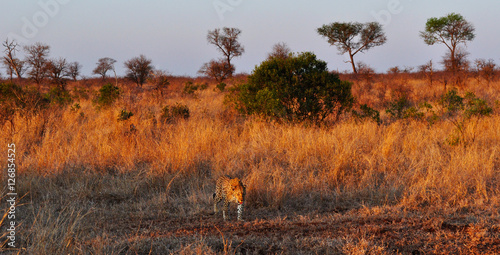 Sud Africa, 28/09/2009: leopardo africano nel Kruger National Park, la più grande riserva naturale del Sudafrica fondata nel 1898 e diventata il primo parco nazionale del Sud Africa nel 1926