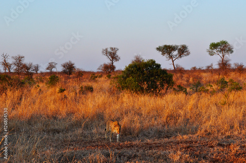 Sud Africa, 28/09/2009: leopardo africano nel Kruger National Park, la più grande riserva naturale del Sudafrica fondata nel 1898 e diventata il primo parco nazionale del Sud Africa nel 1926