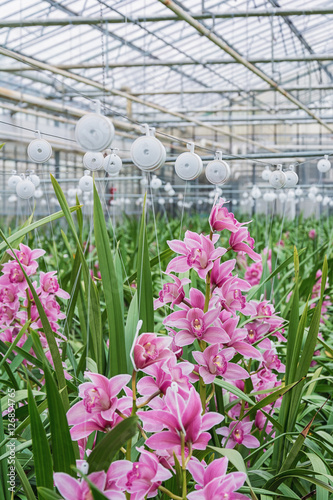 orchids growing in a greenhouse