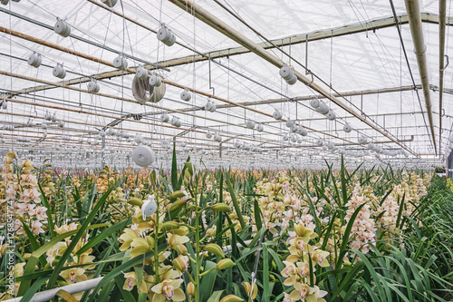 orchids growing in a greenhouse