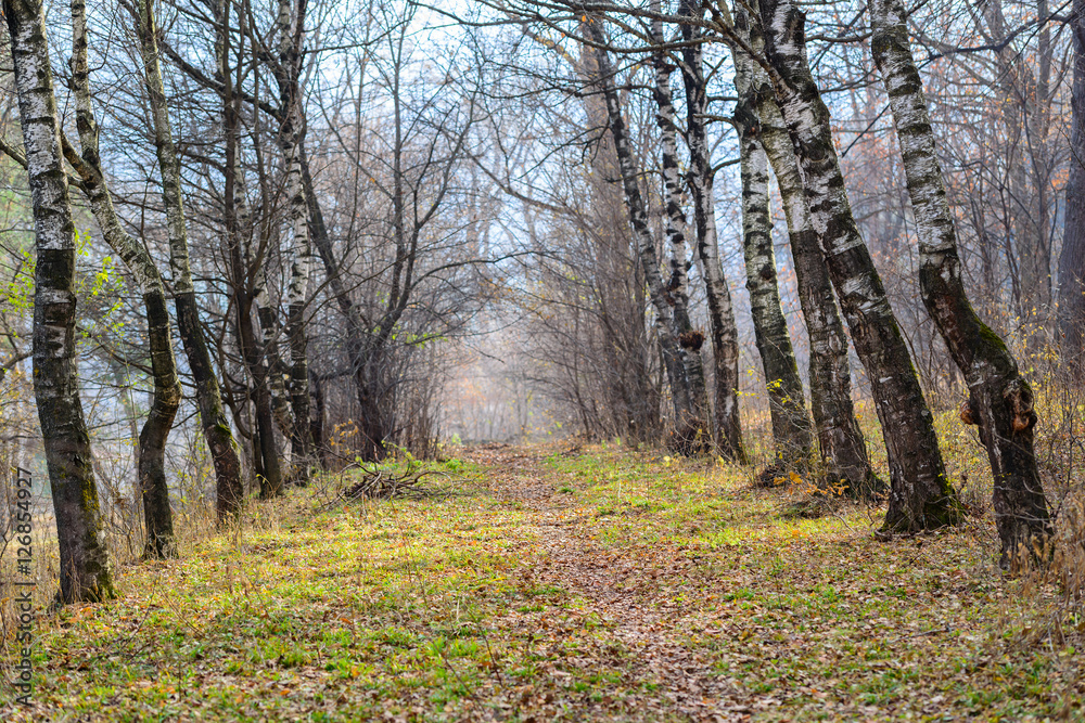 Fototapeta premium Beautiful autumn birchwood
