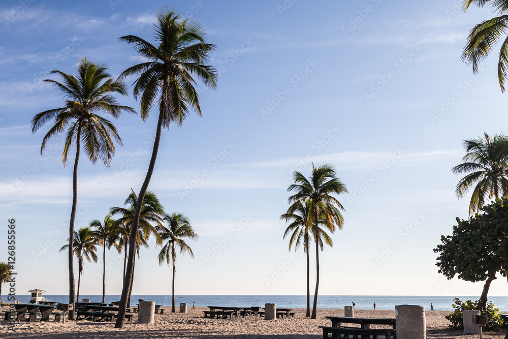 Obraz premium Beach table and Palm trees/ palm tree and beach table and bench at gorgeous beach park at Fort Lauderdale, FL