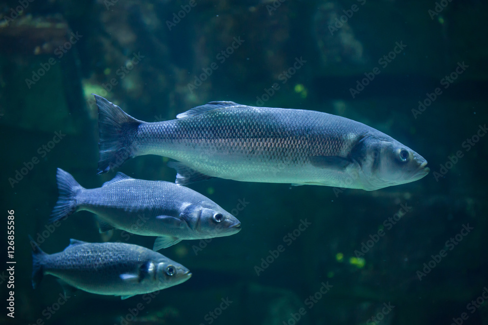 Obraz premium European seabass (Dicentrarchus labrax)