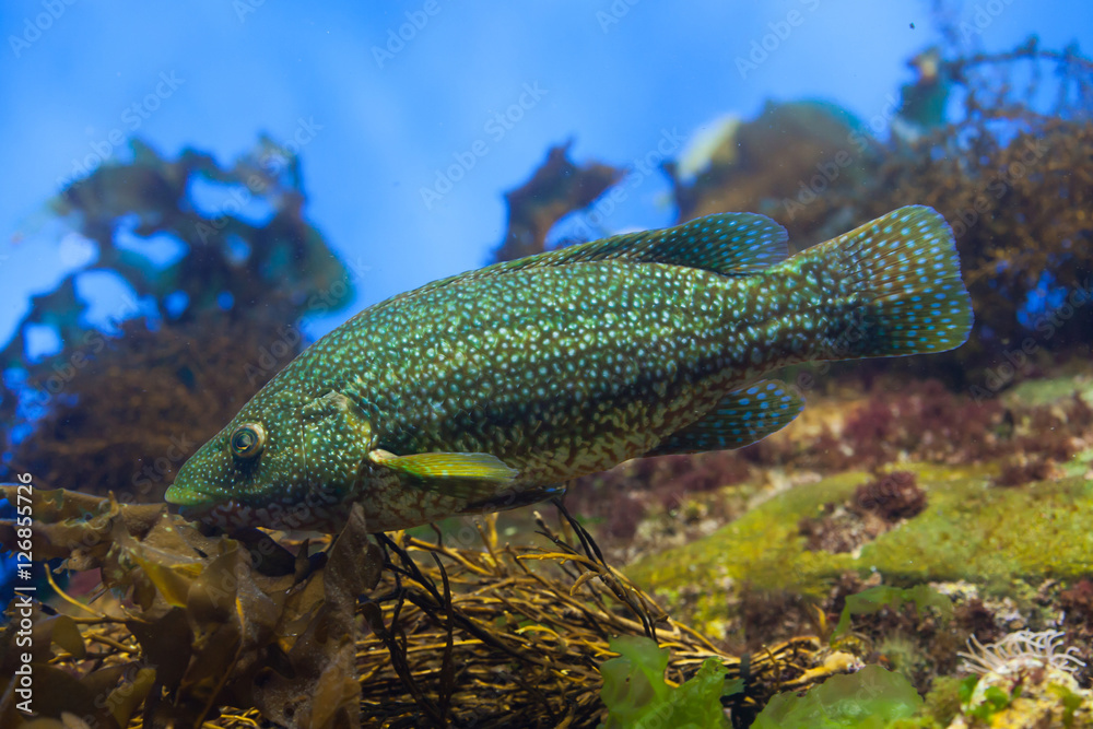 Ballan wrasse (Labrus bergylta).