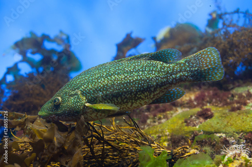 Obraz na płótnie Ballan wrasse (Labrus bergylta). w salonie