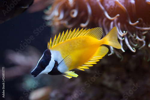 Foxface rabbitfish (Siganus vulpinus). photo