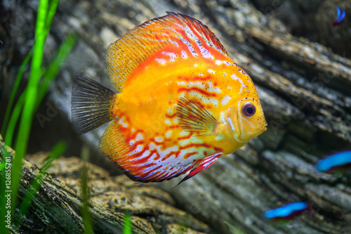 Red discus (Symphysodon discus).