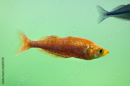 Red rainbowfish (Glossolepis incisus) photo