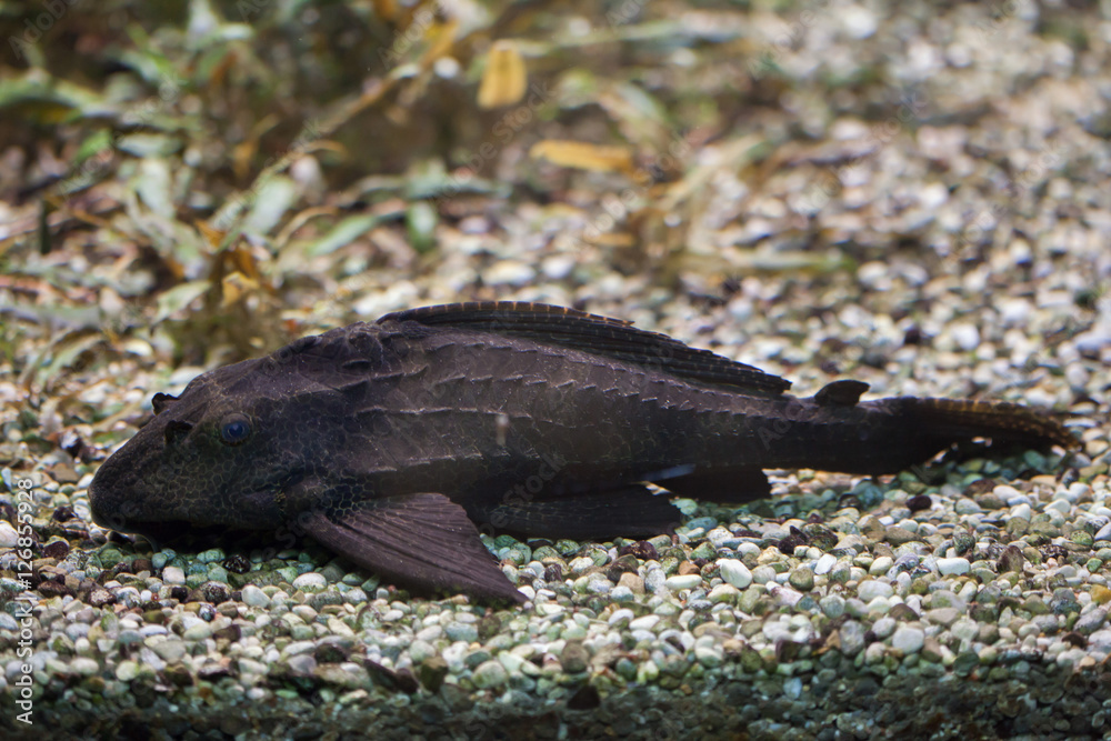 Obraz premium Adonis pleco (Acanthicus adonis).