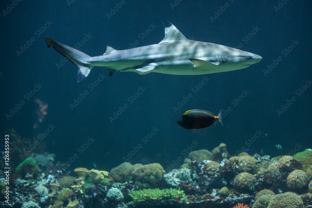 Obraz premium Blacktip reef shark (Carcharhinus melanopterus)