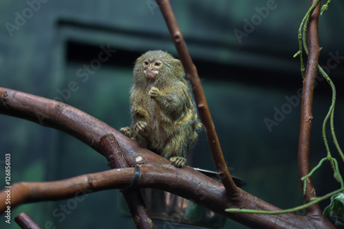 Pygmy marmoset (Cebuella pygmaea).