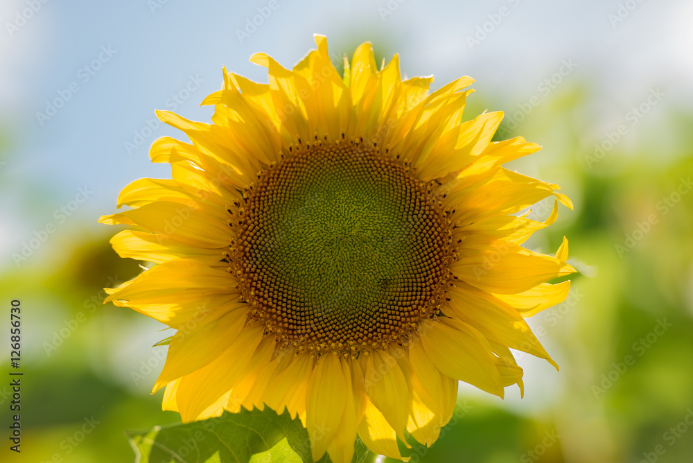 Sunflower in the field. Close-up. Summer sunny day.