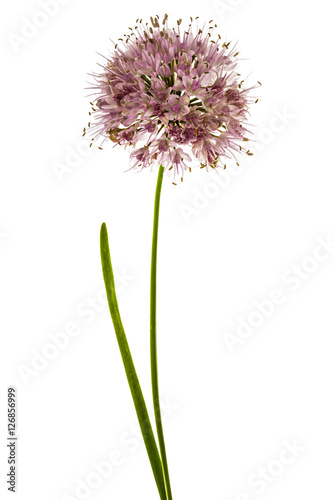 Inflorescence  of decorative onion  ornamental allium flowers 