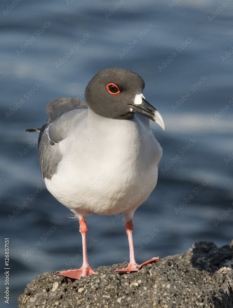 Swallow Tailed Gull