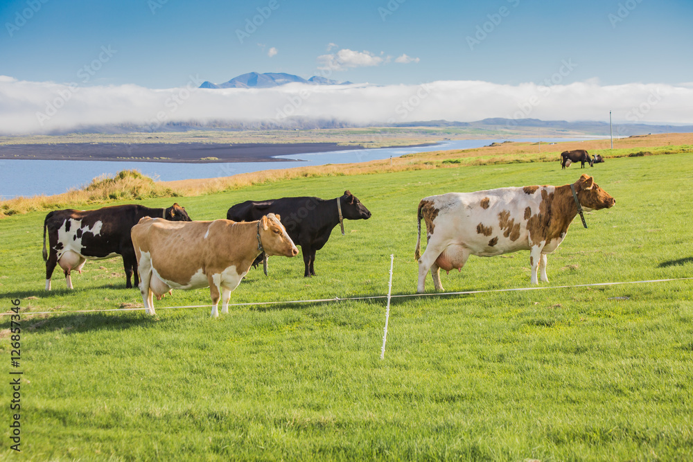 Cows on a green pasture and blue sky.