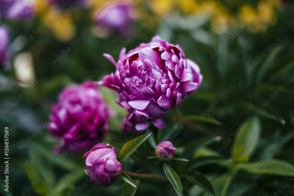 peonies