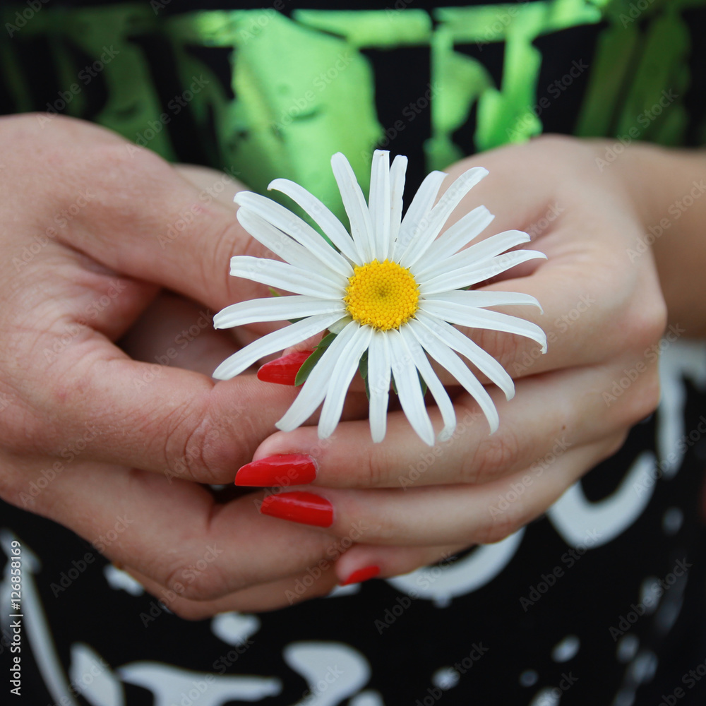 Руки девушки держат большую ромашку