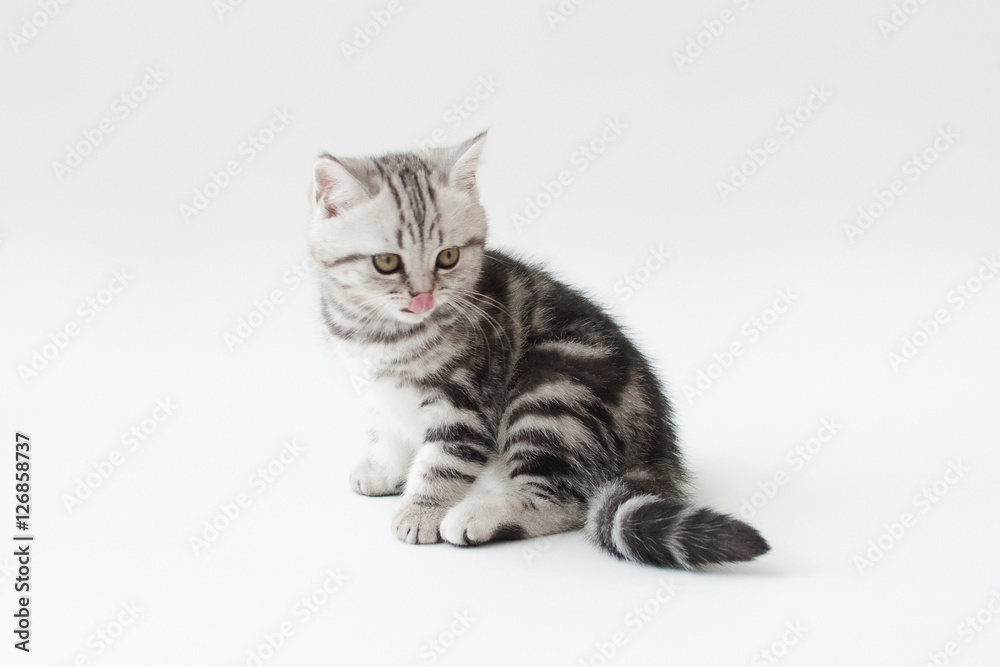Small young cat with striped fur on a light background