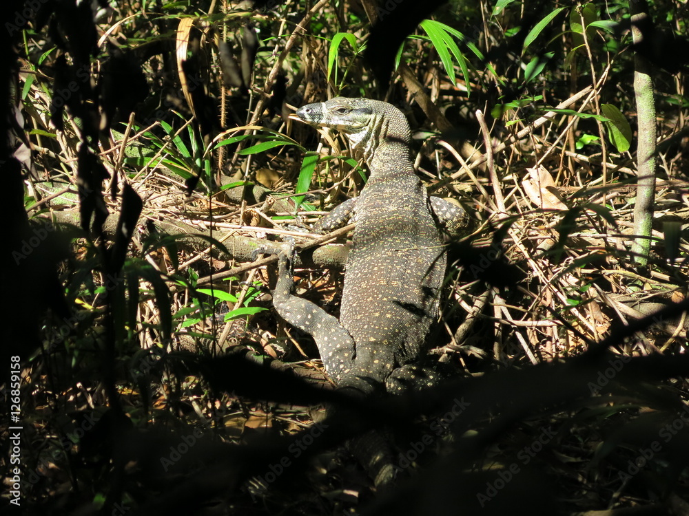 Naklejka premium Lizard in Noosa National Park