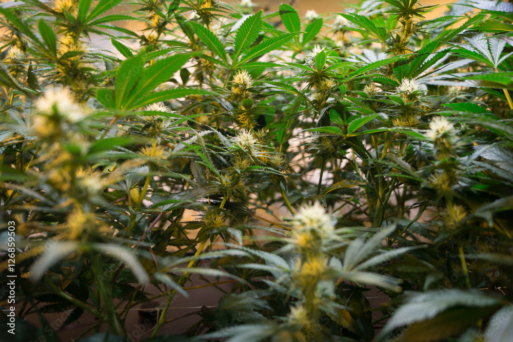 Fototapeta premium Cannabis Flowers - indoor - Mid focus