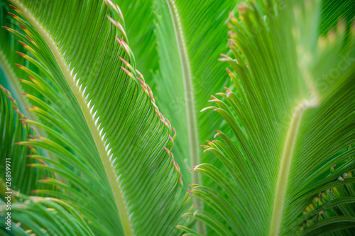 Растительность в тропическом лесу. Пальмовые листья