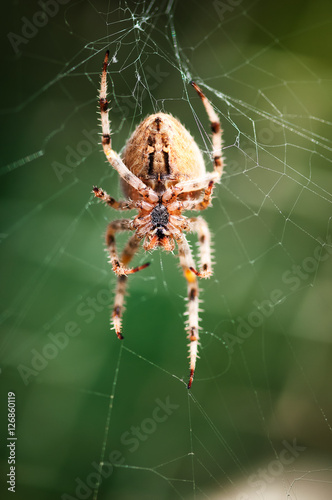 Garden spider  © hipgnosis
