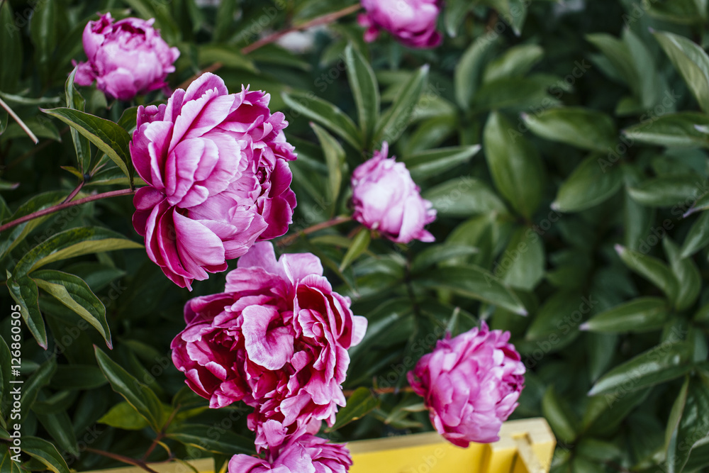 peonies peonies