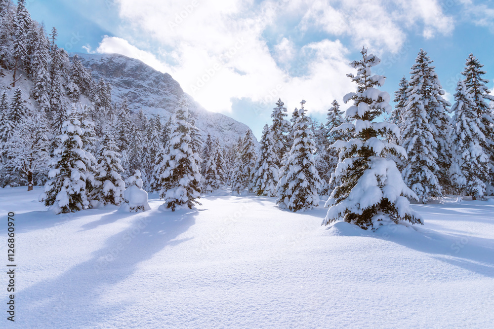 Landscape with coniferous trees covered with snow