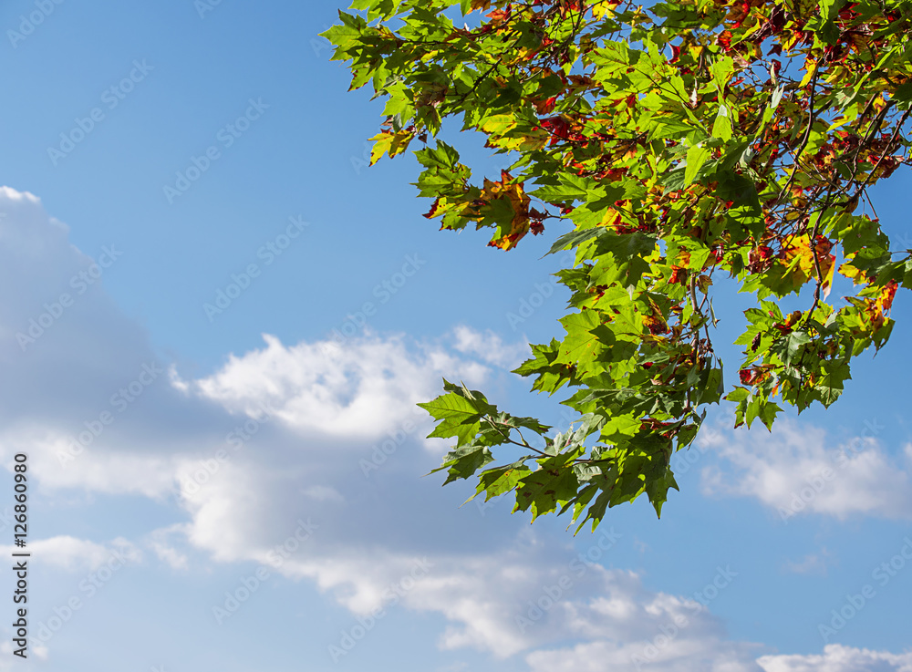 Obraz premium Autum colors