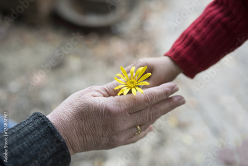 黄色い花を手渡すお婆ちゃんと孫娘の手